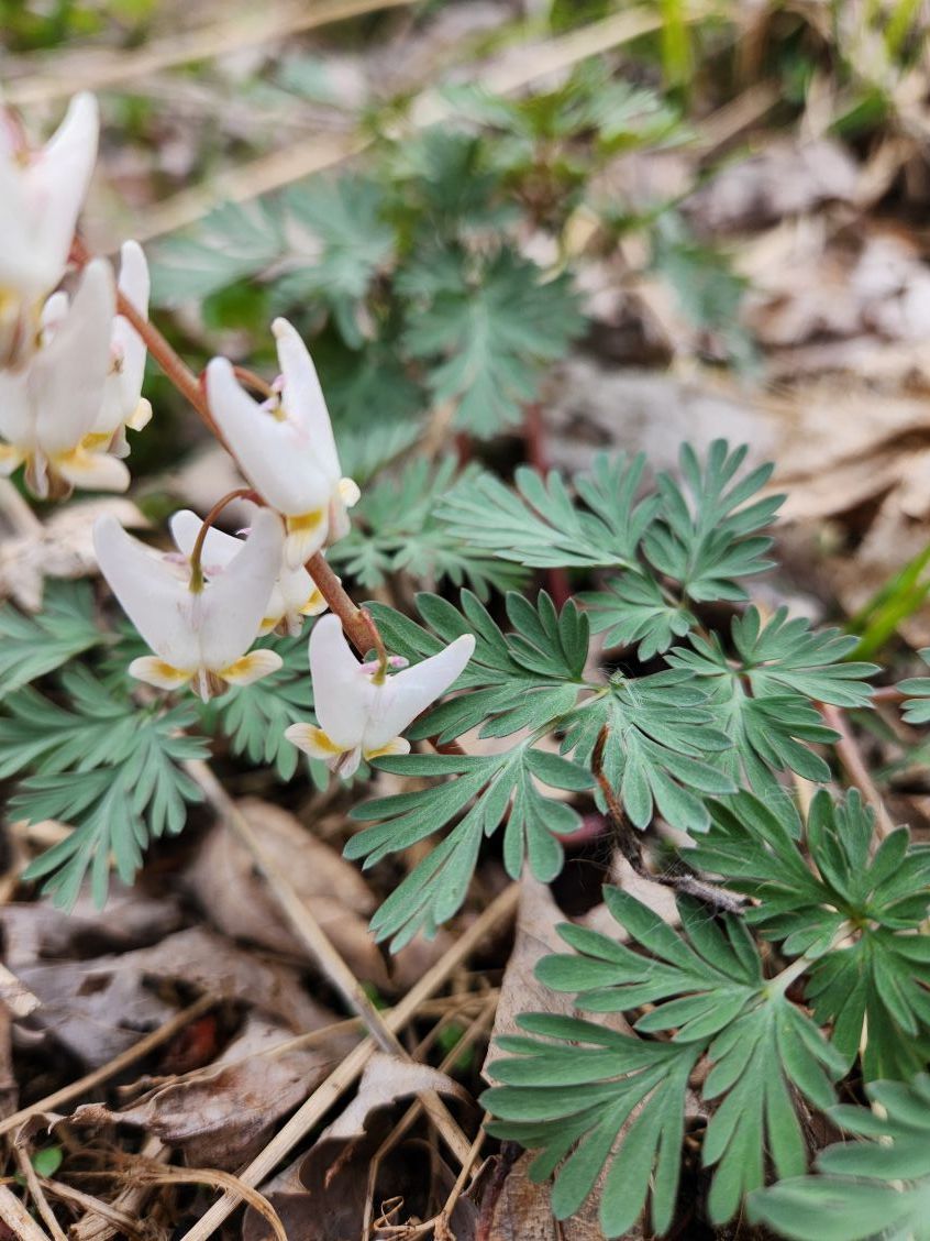 Dutchman's Breeches Plant of the Week