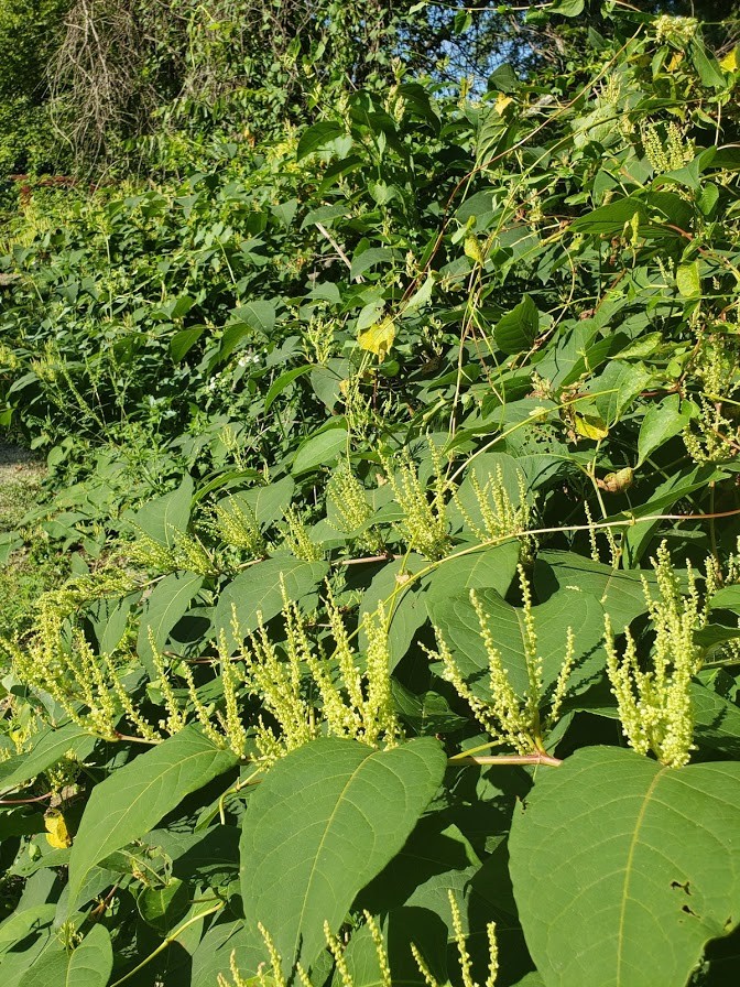 Japanese Knotweed leaves grow alternately up the stem, are spade-shaped with a pointed tip, and have smooth edges. This invasive species flowers in late summer through fall and forms yellowish-white, tuft-like flowers at the base of the leaves.