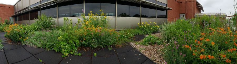 Engineering’s Emil St Facility supports a green roof featuring native shortgrass species. Dozens of pollinators have been spotted by staff here including monarch caterpillars, hummingbirds, great golden digger wasps, and hordes of bumblebees.