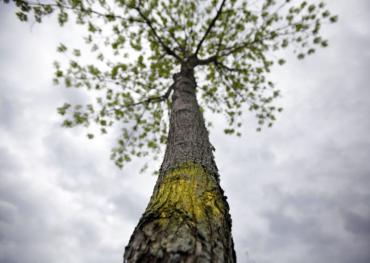 "Ash Tree destined for removal is marked with yellow paint" M.P. King - State Journal May 26, 2014