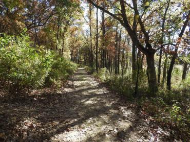 woodsy fall trail with peeks of sun at Cherokee Marsh conservation park 