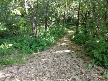 walking trail through woods