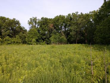 view of prairie and woods at turville point conservation park
