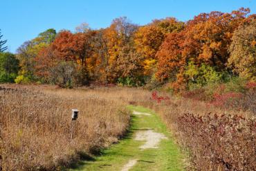 fall color leaves along a mowed grassy path at owen conservation park