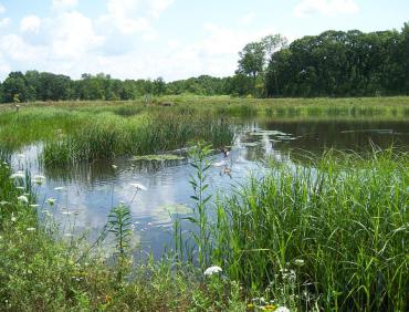 grasses surrounding pond at owen conservation park