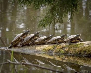 turtles, Photo credit: Warren Myers and PhotoMidwest