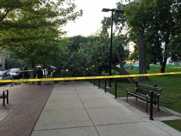 Fallen tree on Capitol lawn