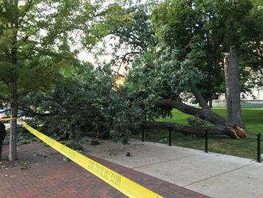 Fallen tree on Capitol lawn
