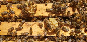 Bees at the City's newest bee hive location near Nesbitt Road and Maple Grove Drive. 