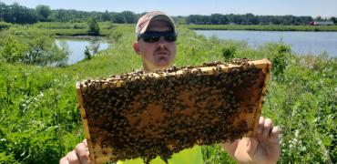Engineering Operations Worker Todd Chojnowski holds up a frame of bees.