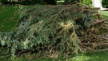 A tidy pile of brush with cut ends all facing in the same direction & ready for pickup