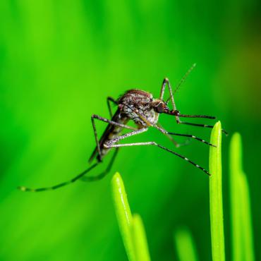 A mosquito on a blade of grass