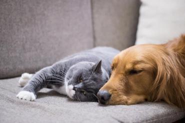 Dog and cat napping on a couch