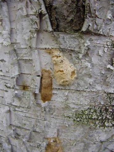 Two egg masses on a tree.  These masses can produce hundreds of destructive moths so these masses must be destroyed.