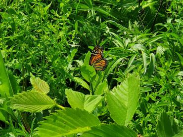 Monarch on a milkweed plant