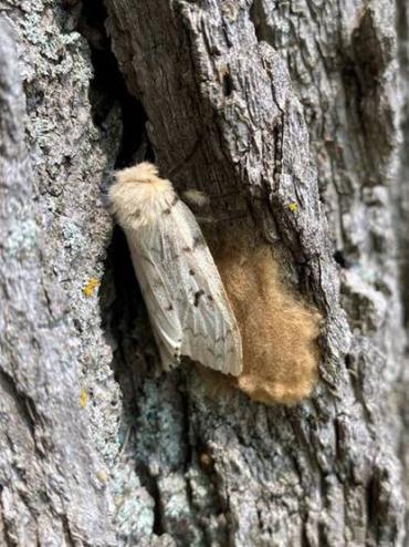Lymantria dispar moth on a tree next tp the fuzzy brown egg mass they create and that we must destroy. Photo from Wisconsin DNR