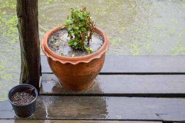 Plant pots on rainy day