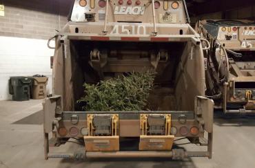 Final round of curbside Christmas tree collection begins on January 22.