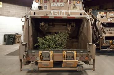 Here is a tree sitting in the back of a rear-loading truck.  What happens after they are collected? We make them into mulch.