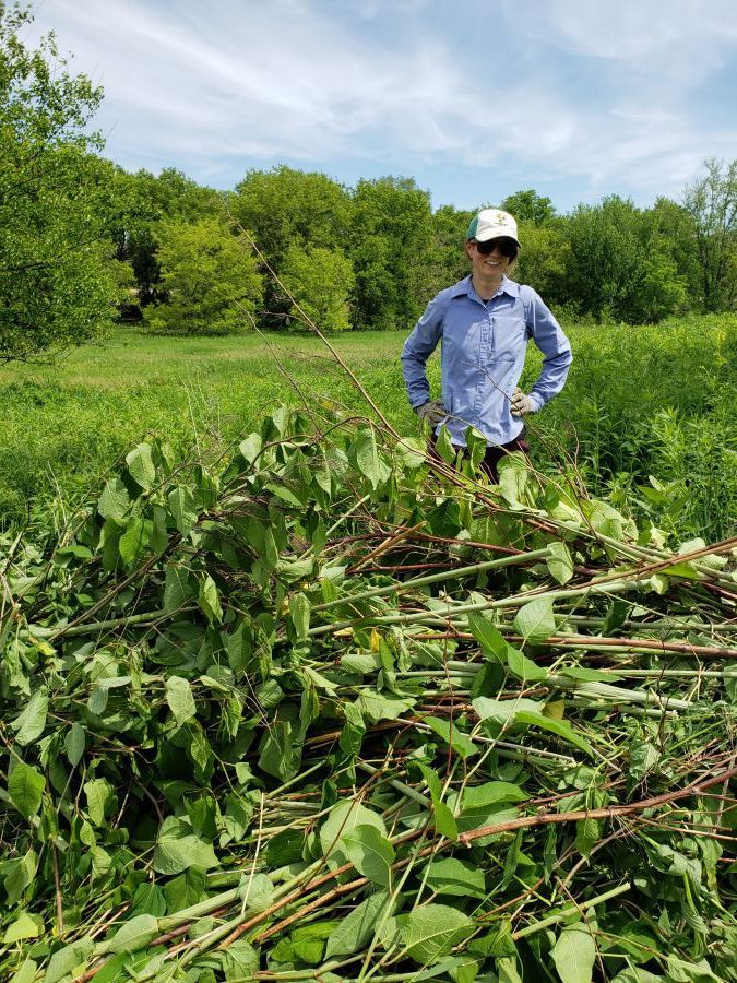 Vegetation Coordinator Madeline Dumas behind a freshly-cut stack of the invasive species: Japanese Knotweed.