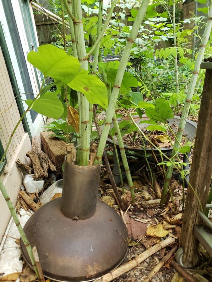The bamboo-like stalks are hollow and form segments separated by a reddish-brown band. This plant has no problem growing through concrete foundation and discarded scrap metal as it is doing here.