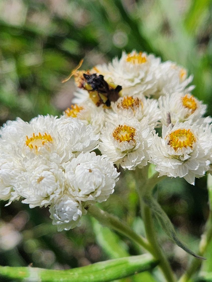 PEarly everlasting