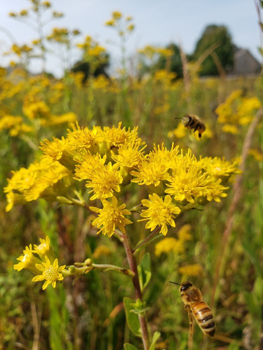 Bees hum around a native stiff goldenrod by a stormwater pond.