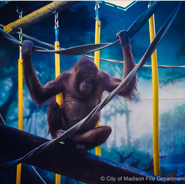 Orangutan hanging onto fire hose