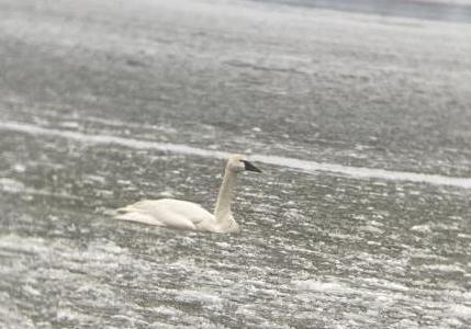 Tundra swan as seen from Picnic Point