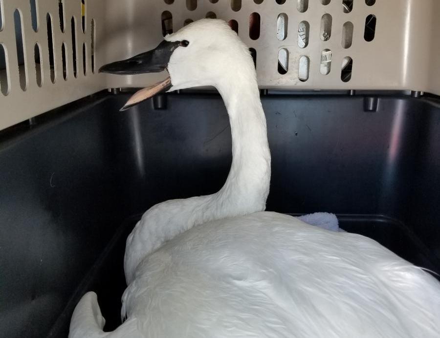 Tundra swan in animal carrier