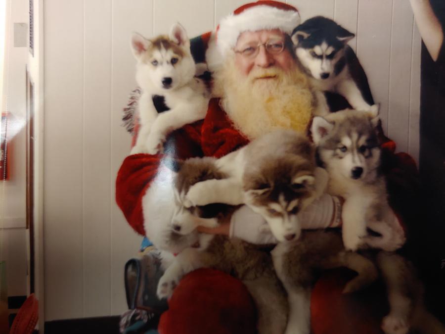 John dressed as Santa with 3 huskies