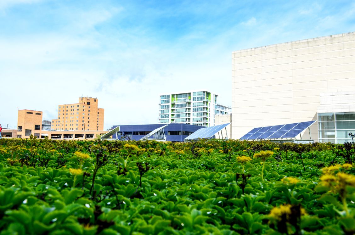 Solar Panels, Plants, and Skyline