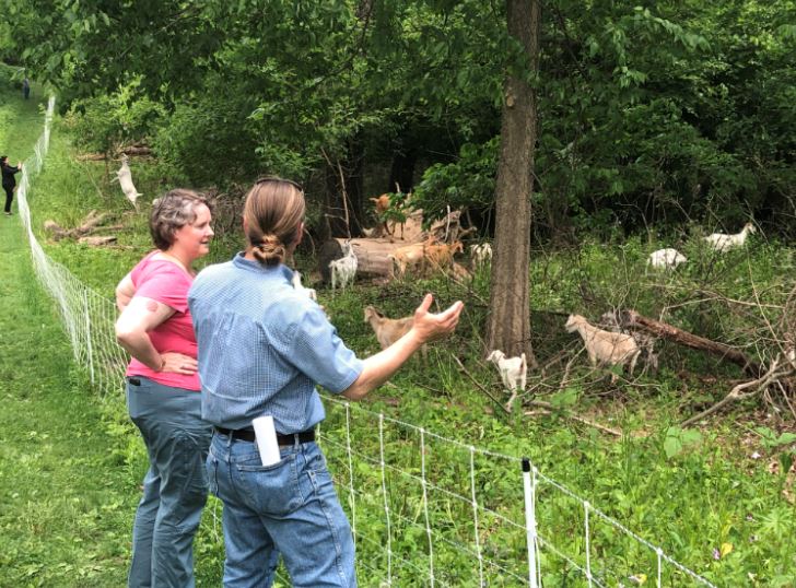 Mayor Satya and Parks Conservationist Paul Quinlan discuss the advantages of having goats graze in City parks.