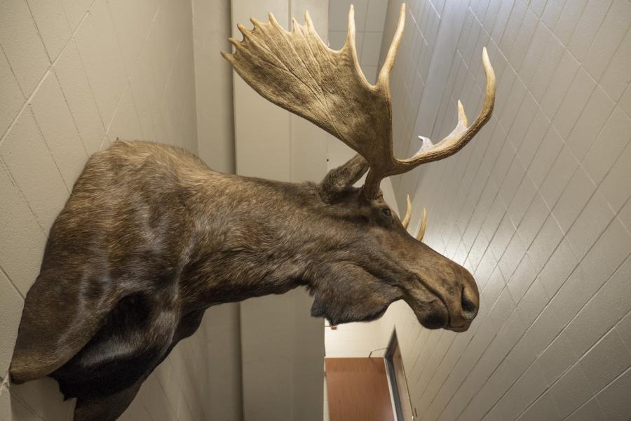 Station 1 Memorial Moose - This was a prized possession of Lt. K-Tal Johnson, who died in 2008. His family donated it to the department in his memory