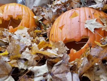 Carved pumpkins sitting in a pile of leaves.