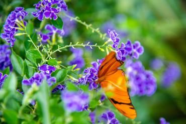 Butterfly on purple flowers