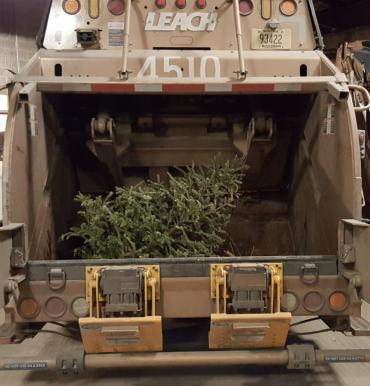 Here is a tree that has been collected from the curb and is sitting inside a truck waiting for delivery to the brush processing facility