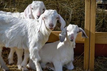 three goats