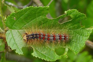 This is a photo of the spongy moth caterpillar taken from UW Extension. It's about two inches long at most with poky reddish-brown hairs with red spots.