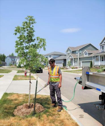 This is a person from the Streets Division's Urban Forestry section watering a thirsty terrace tree.