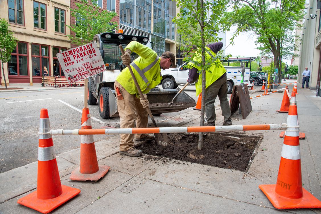 Two city of Madison workers plant a new tree downtown.