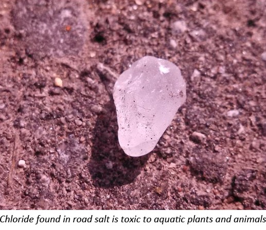 Chloride found in road salt is toxic to plants and animals