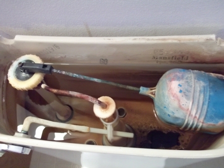 Inside an old toilet tank